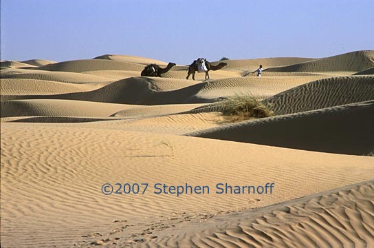 camels on dunes graphic